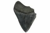 Partial, Fossil Megalodon Tooth - South Carolina #180884-1